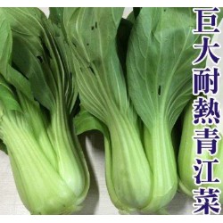 【全館590免運】巨無霸耐熱青江菜種子（約320粒）