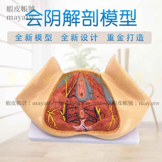 (MD-B_0585)女性會陰模型 會陰解剖模型 婦科解剖模型 女性生殖器官解剖模型