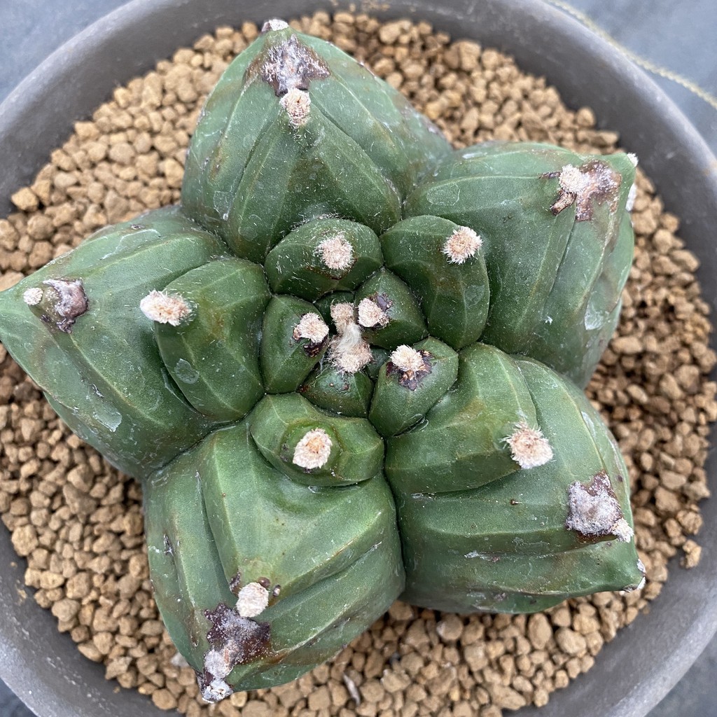 Astrophytum屬 仙人掌龜甲鸞鳳玉 蝦皮購物