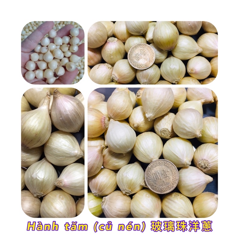 火蔥/迷你洋蔥/Hành tăm (củ nén) 寶貝蛋洋蔥/可食用/種苗球種植/原住民玻璃珠洋蔥
