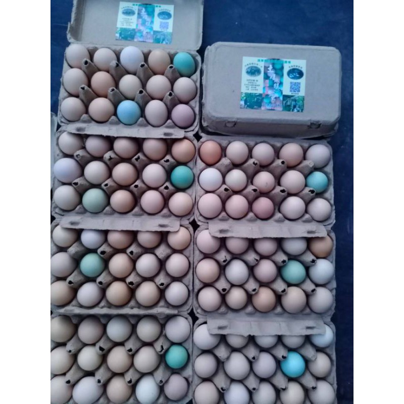 （雙蛋禮盒）土雞蛋+QQ的鴨蛋=營養優質蛋1箱40粒，豐富營養土雞蛋放牧飼養
