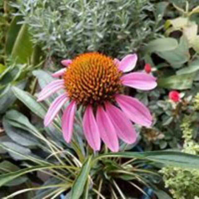 茂豐~反毒象徵花卉   紫錐花  松果菊 Echinacea purpurea 種子 $35/包