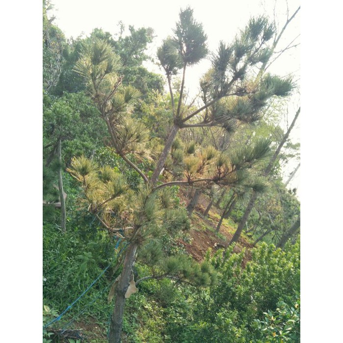 元茂園藝中壢高鐵南路園區-黑松 十餘年盆栽 日本品種實品拍攝 (宜蘭、台北、桃竹苗單筆交易滿2萬元即可外送)