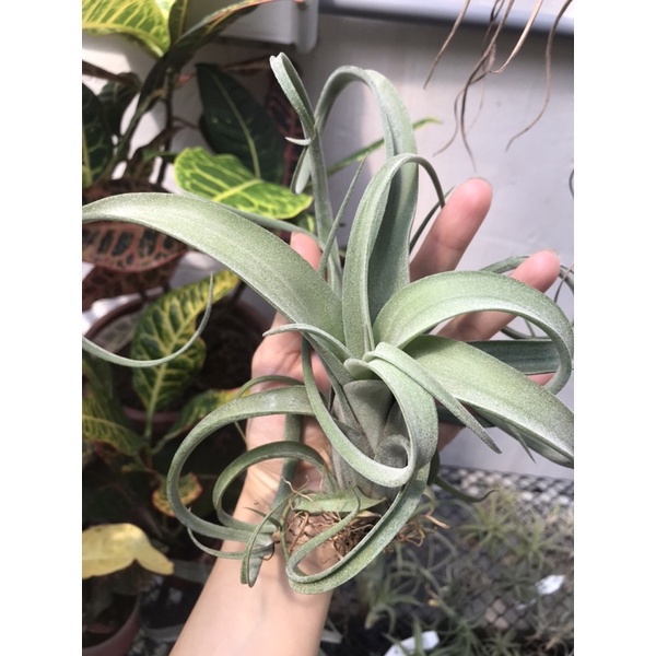 花中花x電捲燙 （小顆）Tillandsia intermedia x streptophylla 沐晨空氣鳳梨