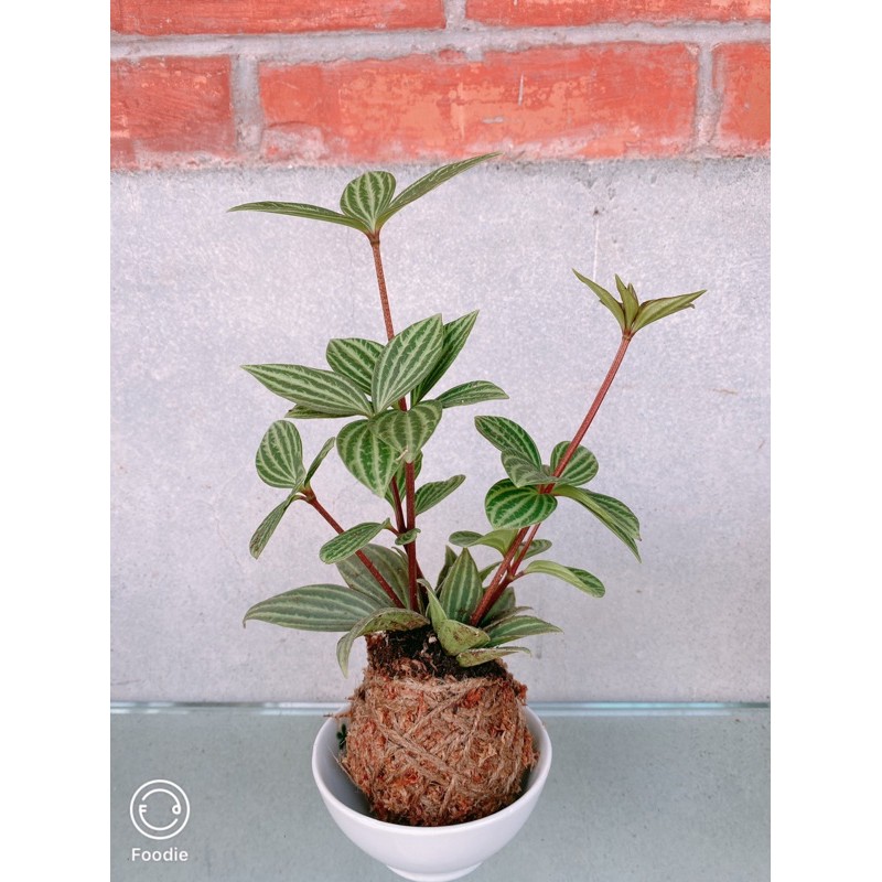 苔球 苔玉 觀葉植物 白脈椒草 多葉蘭 植栽擺式 室內植物 店內擺設 辦公室療癒植物