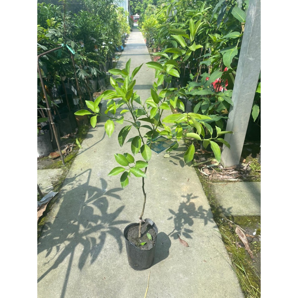 花果山 珍珠蜜柑似砂糖桔的甜且多汁4 5吋接苗超取可能會修剪 蝦皮購物
