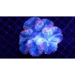 Formosaaqua丑魚棧 花環珊瑚 人工飼養 顏色亮麗 海水缸必備美品 蝦皮購物
