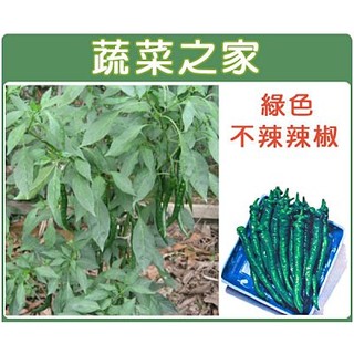 【蔬菜之家滿額免運】G03.綠色不辣辣椒種子0.2克(約30顆)(小青龍.糯米椒.果面皺縮.可炒食)果菜類種子