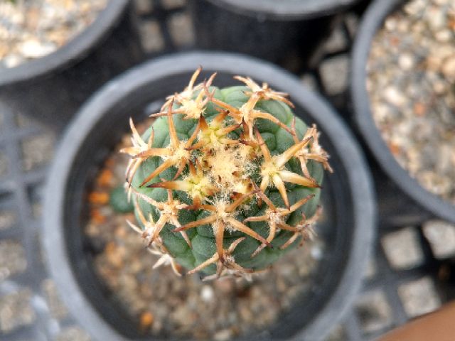 27. サボテン多肉植物 短太棘 天平丸 猫爪 美株