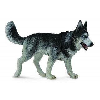 「芃芃玩具」COLLECTA動物模型恐龍模型 R88707 西伯利亞雪橇犬 模擬 教材 教學 貨號88707