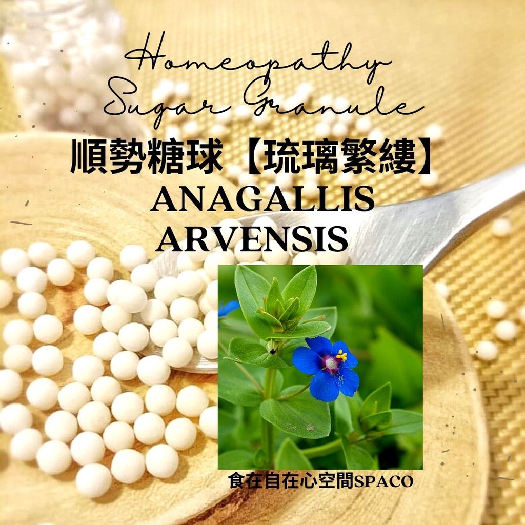 順勢糖球【琉璃繁縷●Anagallis Arvensis】Homeopathy