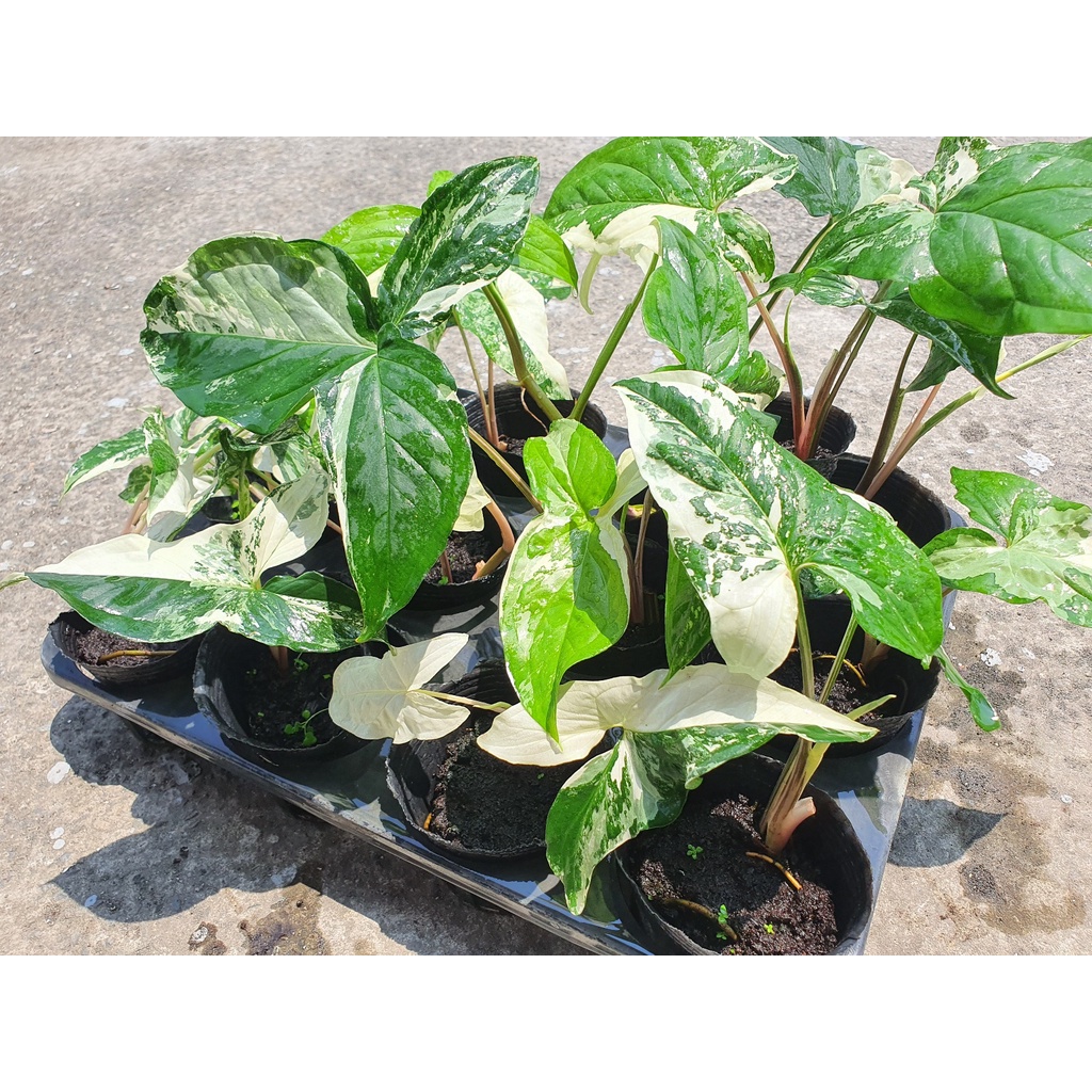 觀葉植物 斑葉合果芋大理石合果芋穩根都帶新葉芽3吋黑軟盆根系穩健買回去可直接換盆 蝦皮購物