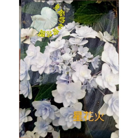 繡球花盆栽5的價格推薦 22年6月 比價比個夠biggo