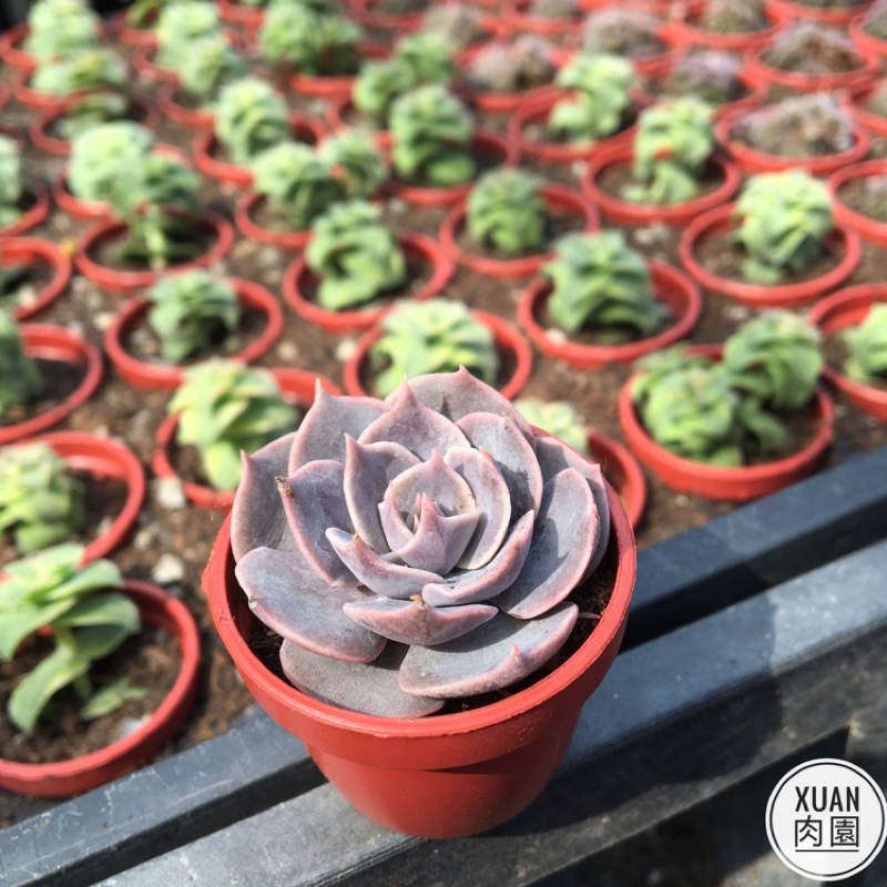 一吋迷你盆 琳達珍 多肉植物 多肉 景天科 療癒小物 組盆 可愛 辦公室 Xuan肉園 蝦皮購物