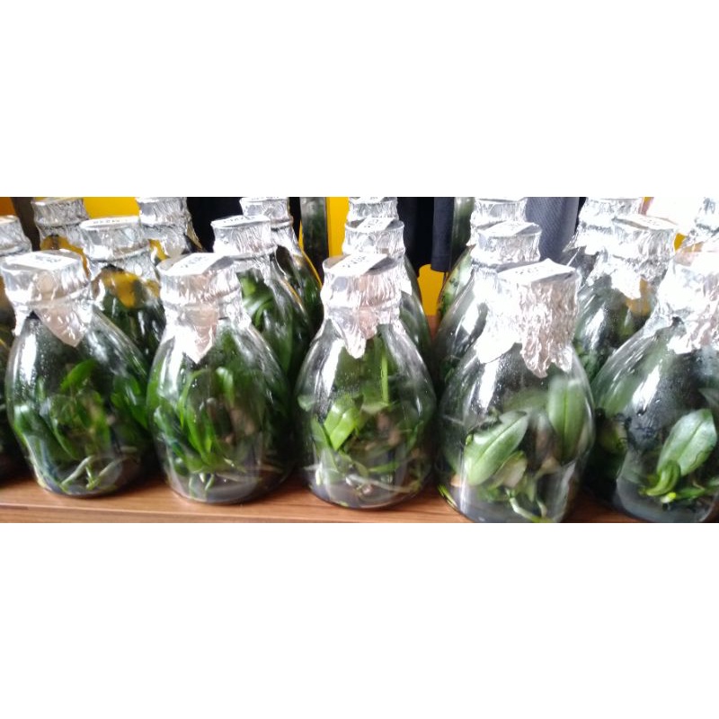 🌹馥馨花舍🌹各類原生蘭，蘭花瓶苗，少量釋出，售完為止！