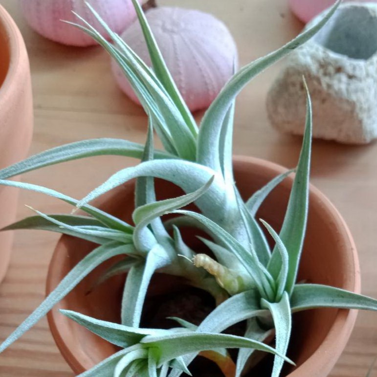 空氣鳳梨 T. Albida 阿比達《小心輕放》
