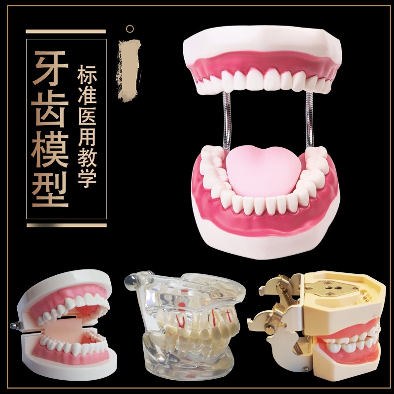 “模型現貨”齒科材料 口腔器械器牙科材料義齒 全口牙 牙齒模型 標準模型.K8