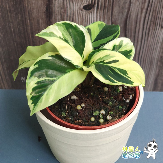 大理石竹芋的價格推薦 22年3月 比價比個夠biggo