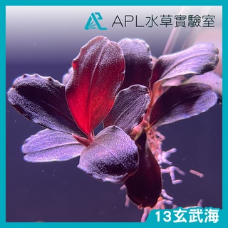 apl水草實驗室 - 13玄武海 稀有辣椒榕 神秘草 水中葉