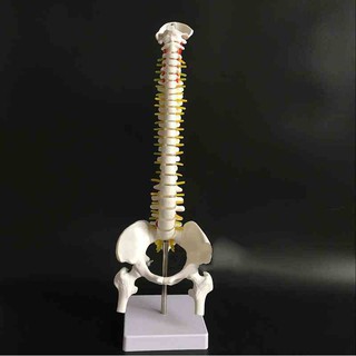 可開發票 45cm立式中型脊椎帶骨盆及半腿骨模型 脊椎模型 帶頸椎胸椎尾椎椎骨骨盆模型 教學模型ARGX客滿來