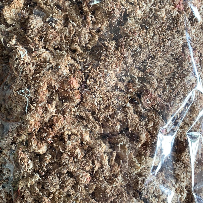 智利水苔（草）150g~1kg（1公斤超商取貨限1包）