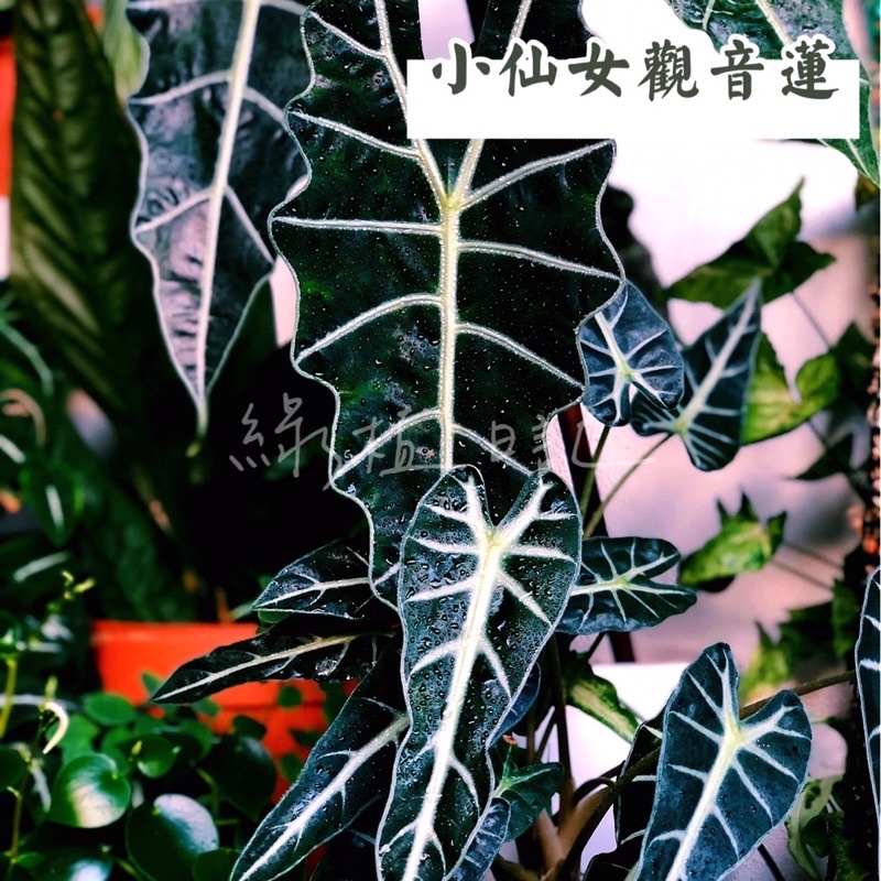 ｜綠植日記｜小仙女觀音蓮/Alocasia bambino/觀葉植物/3吋/6吋