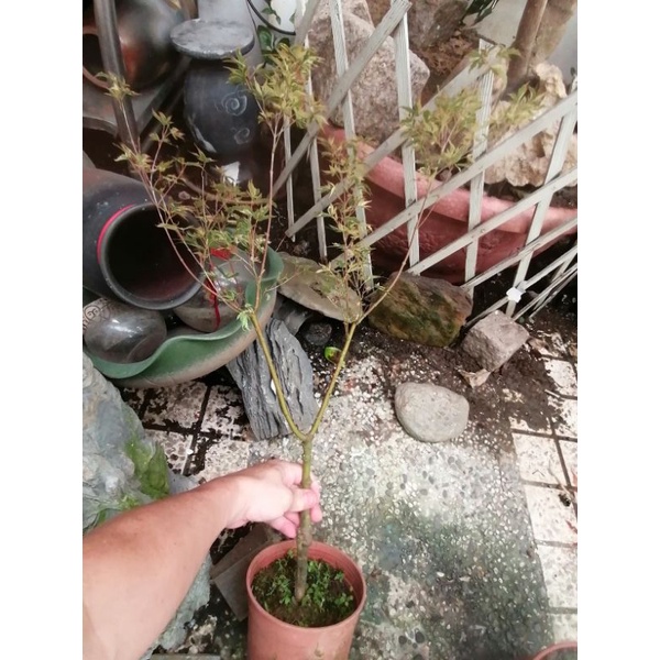 特殊少見的日本品種紅楓樹槭樹名字叫蝴蝶之舞，五彩楓樹，高度約有80公分，長新芽時葉子更漂亮，1980元郵局免運費只有一盆