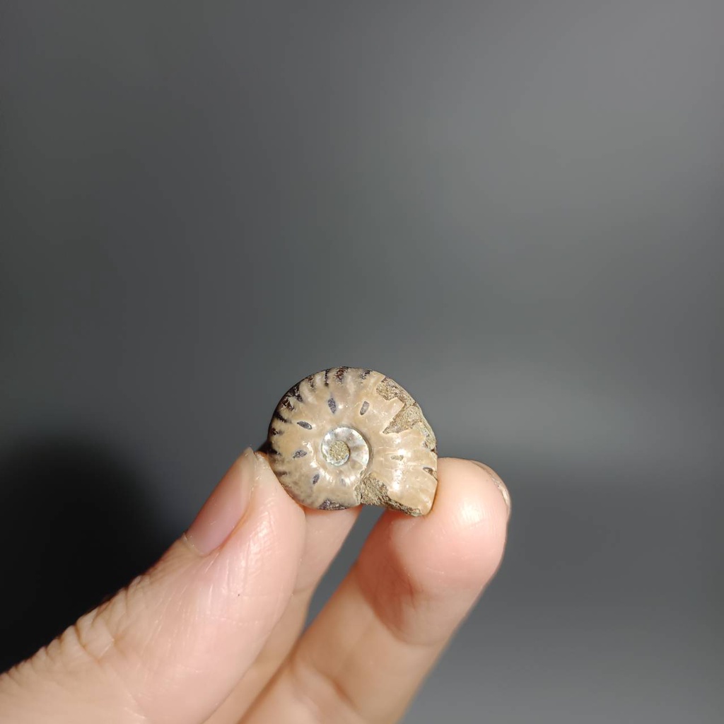 能量星球✳菊石 Ammonite 螺化石 標本 礦物 化石 迷你 虹色