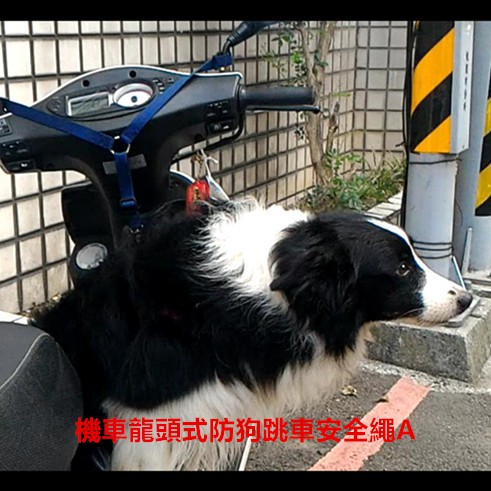 機車 外出用品 寵物 優惠推薦 21年4月 蝦皮購物台灣