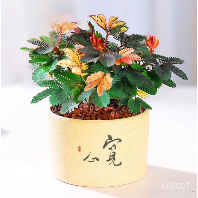 皮皮園藝【超高發芽率】含羞草種子 四季種植 奇趣植物易種花卉種子陽台室內盆栽種籽害羞草籽發芽率高