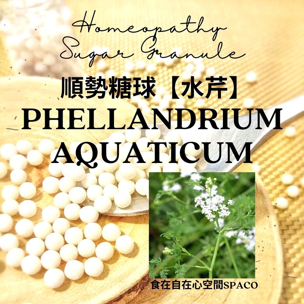 順勢糖球【水芹●Phellandrium Aquaticum】Homeopathic（吐納體系的康泰／疲累）