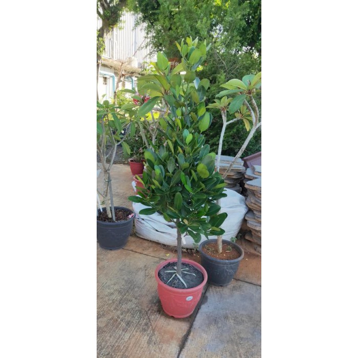 福木樹 Ptt與dcard推薦網拍商品 2021年12月 飛比價格