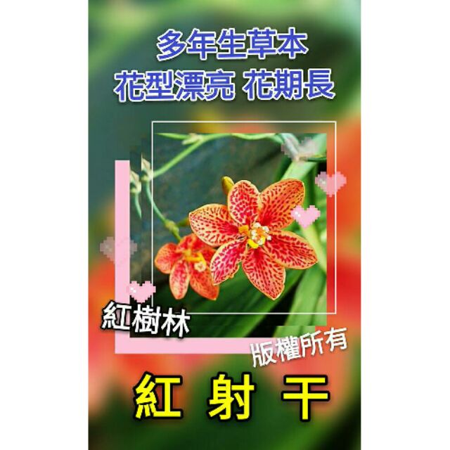 【 紅樹林】紅射干(種子)~每份50粒