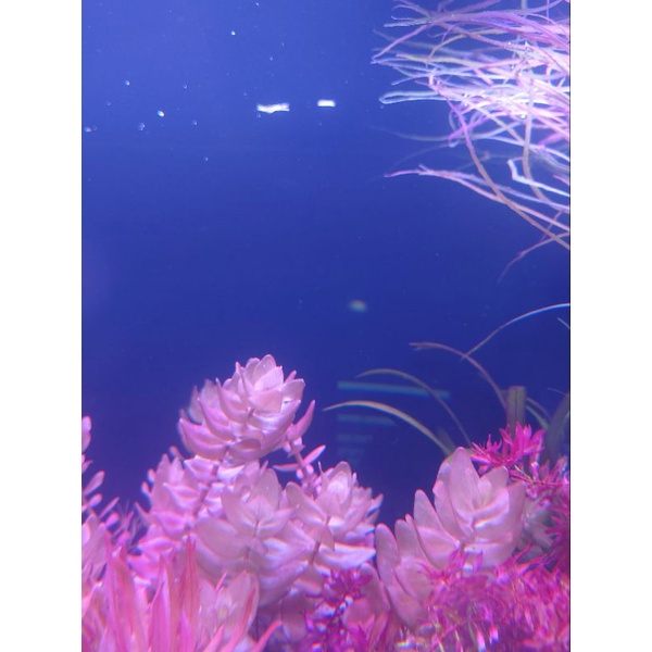 阿馨水草屋 水草造景 粉紅紫虎耳 8株 40元出貨時水上葉狀態水草水族造景裝飾專賣店 蝦皮購物
