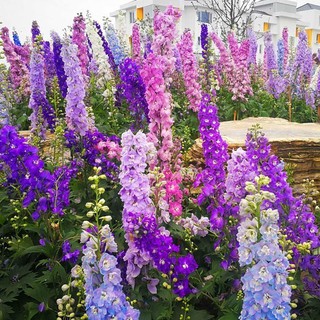 大花飛燕的價格推薦 21年7月 比價撿便宜