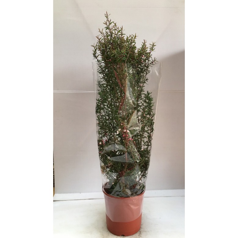 花囍園 季節觀花植物 松紅梅 桃金孃科 Myrtaceae 花色豔麗 5吋高約 30cm 蝦皮購物