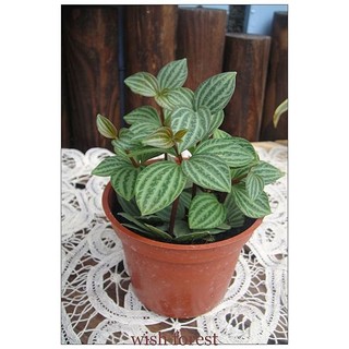 WISH FOREST【觀葉植物。多葉蘭(白脈椒草)】~~室內可栽種~~有復古中國味的植栽~