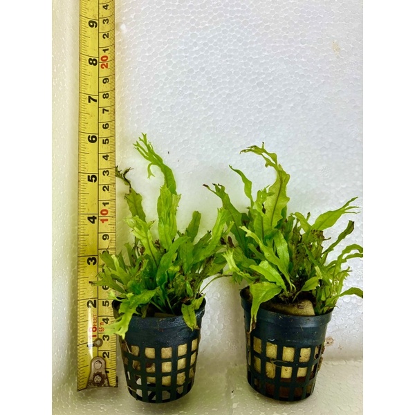 S水族 鹿角鐵皇冠 超人氣 水草 陰性水草 前景 中景 後景 懶人草 水草造景 水族 新手水草 不用co2懶人魚缸 蝦皮購物