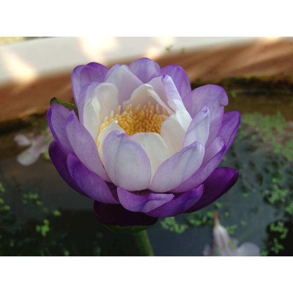 熱帶睡蓮澳洲原生 亞種 睡蓮immutabilis Subsp 蝦皮購物