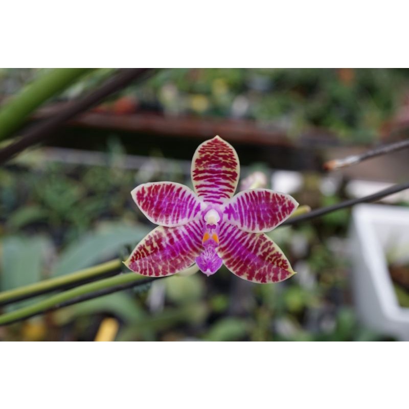 洋蘭 原種胡蝶蘭 Phal. lueddemanniana 自然種 高芽