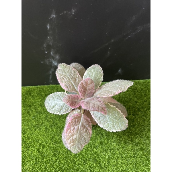 粉紅喜蔭花 Episca ‘Pink Smoke’ /3寸盆 觀葉植物