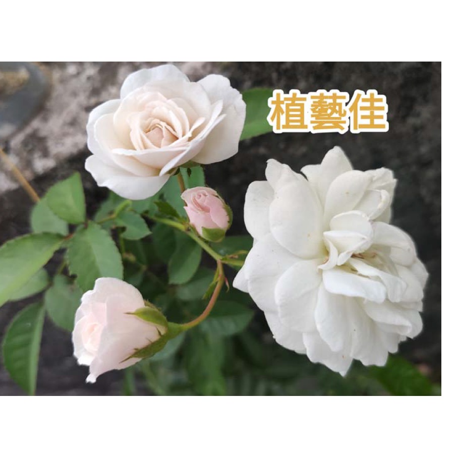 薔薇花苗優惠推薦 22年10月 蝦皮購物台灣