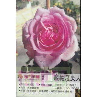 花花世界_玫瑰苗--龐帕度夫人7吋盆，Rose Pompadour--強香耐熱//高25-30公分/MA