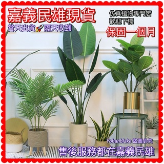 🔜免運費🔜民雄出貨🔥超擬真仿真植物🔥北歐風格 散尾葵 網紅 假樹 琴葉榕 模擬龜背葉 盆栽 旅人蕉 假植物 假盆栽