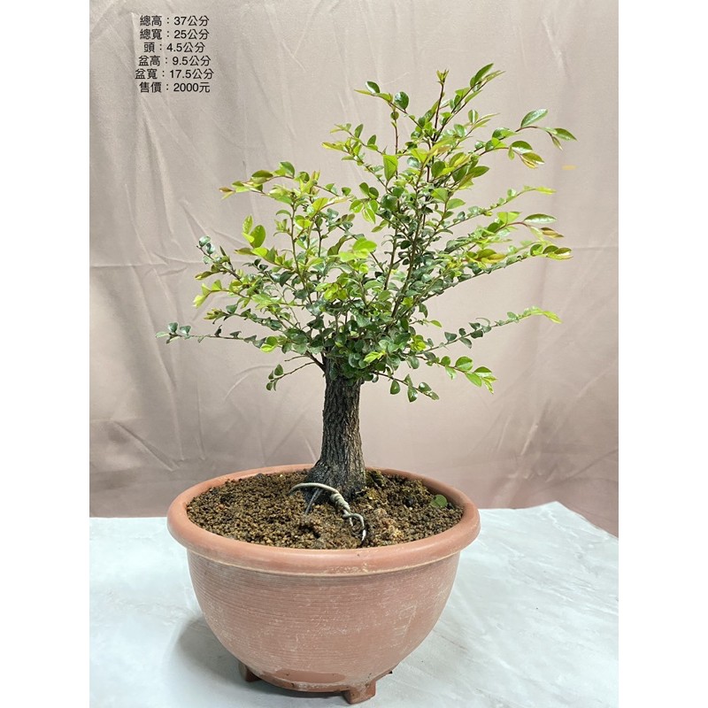 英宏 盆景盆栽觀葉植物楓港柿小葉紫檀台灣紫檀創作盆景小品中品 蝦皮購物