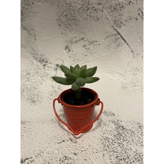 多肉植物一吋造型小水桶花器-9色