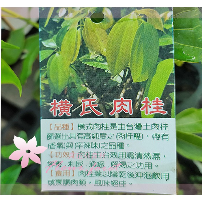 芙菈朵森林 園藝館橫式土肉桂4吋盆香草植物香料植物樹苗 蝦皮購物