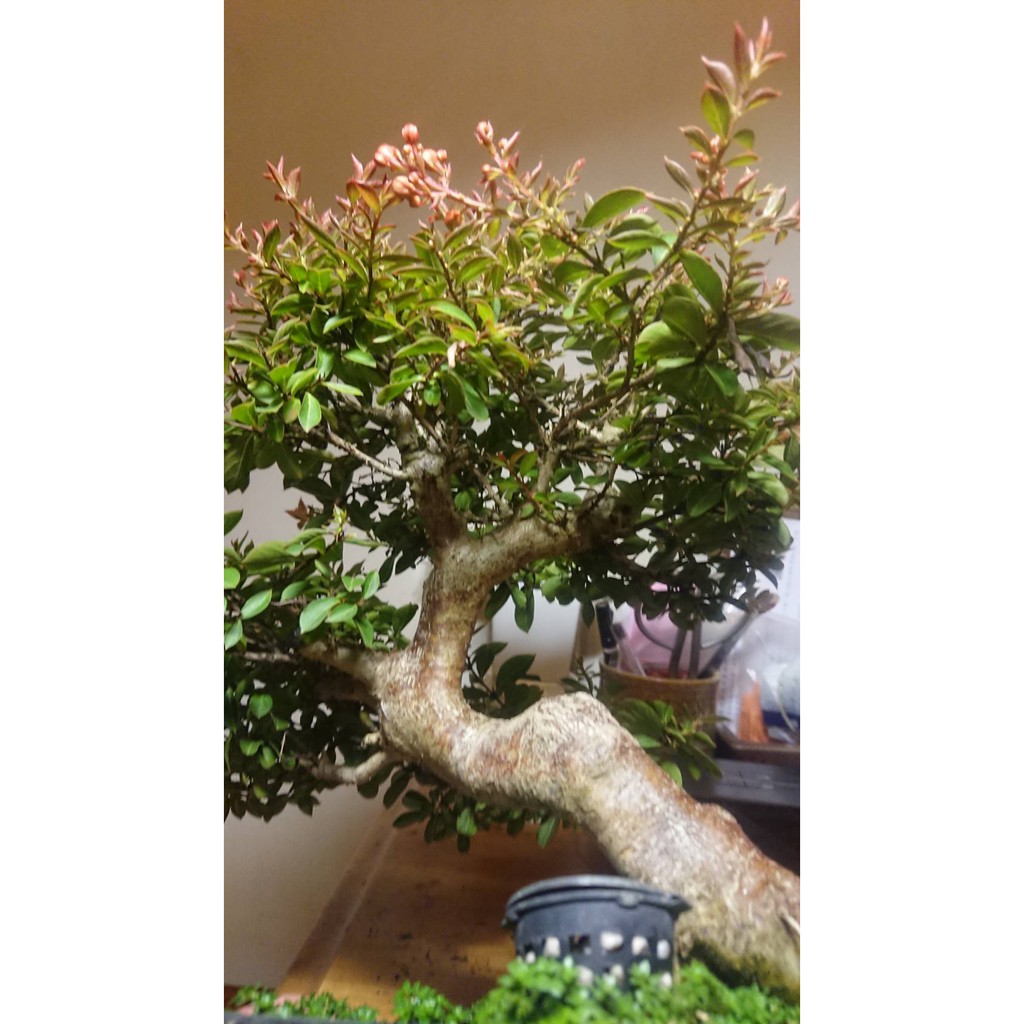 堆堆樂雜貨店 姬百日紅 三色紫薇 療癒舒壓盆栽擺飾裝飾品園藝 蝦皮購物