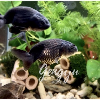 金魚 優惠推薦 21年11月 蝦皮購物台灣