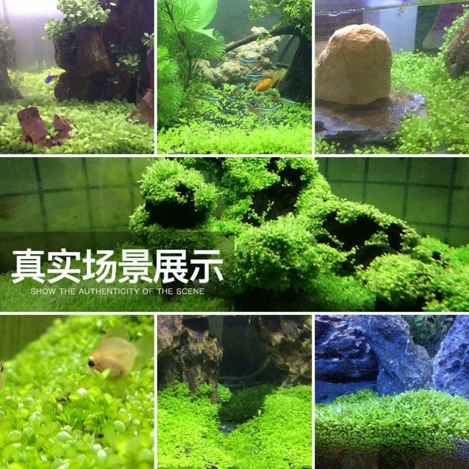 熱銷真水草種子植物魚缸水槽種籽速成水草種子造景水草種子爬地矮大對葉小對葉碗蓮牛毛草迷你矮水草種子
